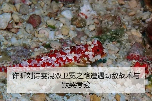 xu-xin-liu-shi-wen-hun-shuang-wei-mian-zhi-lu-zao-yu-jing-di-zhan-shu-yu-mo-qi-kao-yan-1-662.jpg